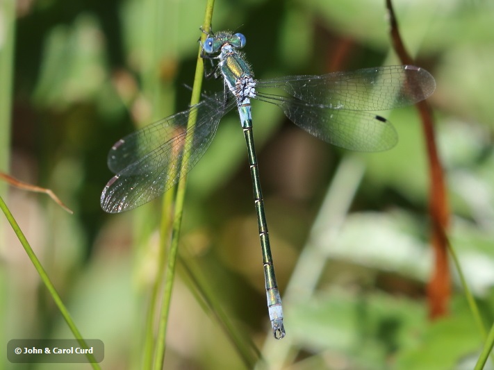 J18_1533 Lestes dryas male.JPG